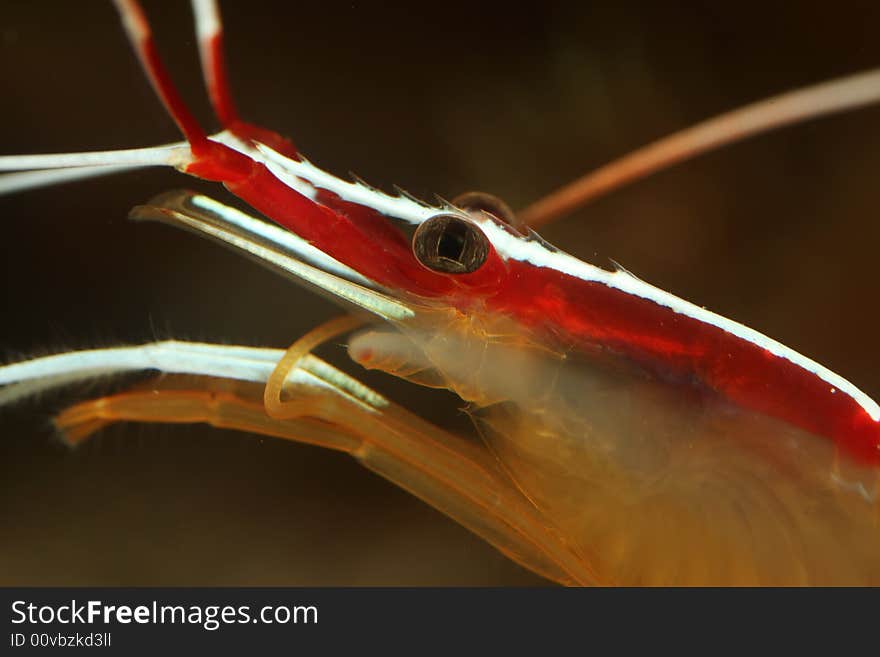 Fire Shrimp Close Up