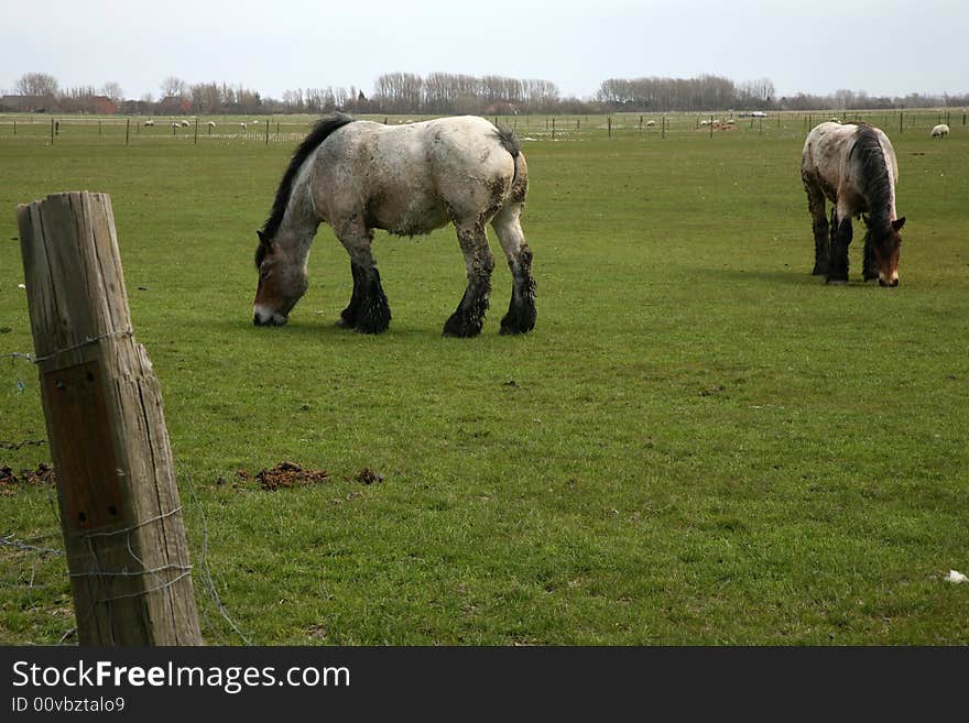 Horses On Pasture