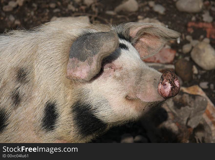 Spotted pig sunbaths in his pig pen. Spotted pig sunbaths in his pig pen