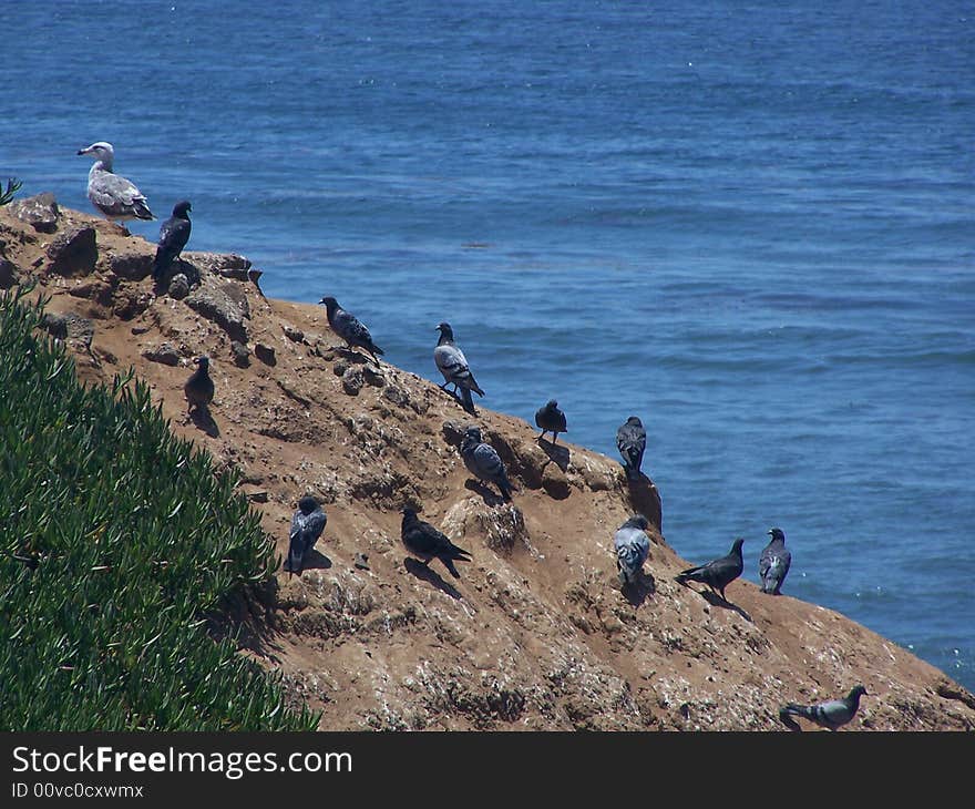 Pigeons & Seagulls