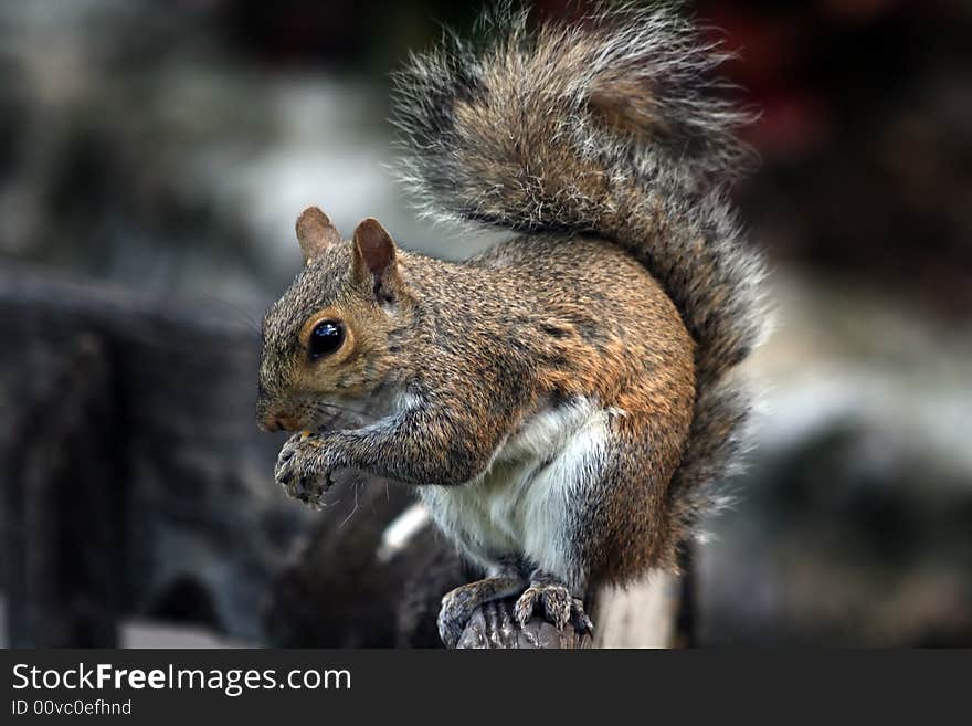 A Squirrel eating a nut on a fence.