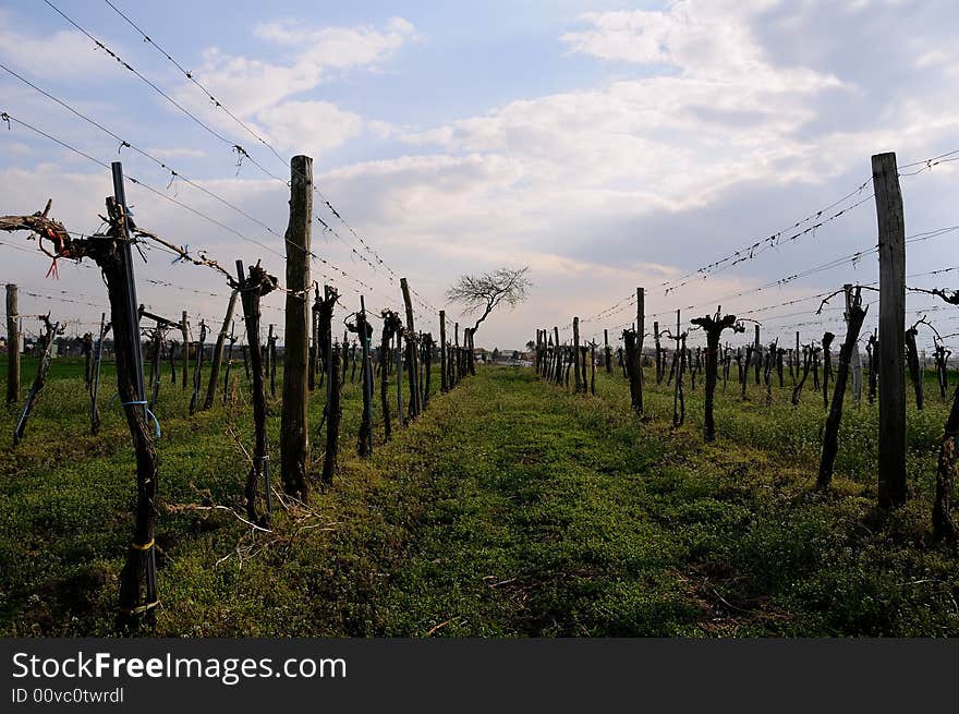 Vineyard with apricot tree