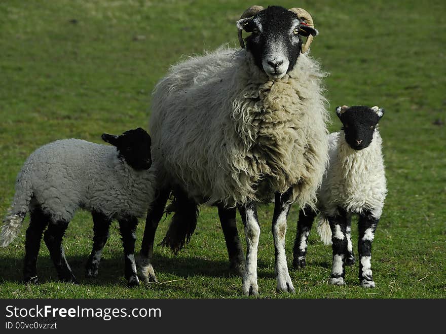 Sheep with twin lambs