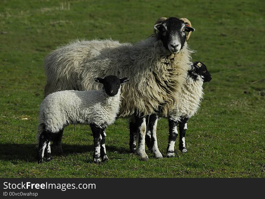 Sheep With Twin Lambs