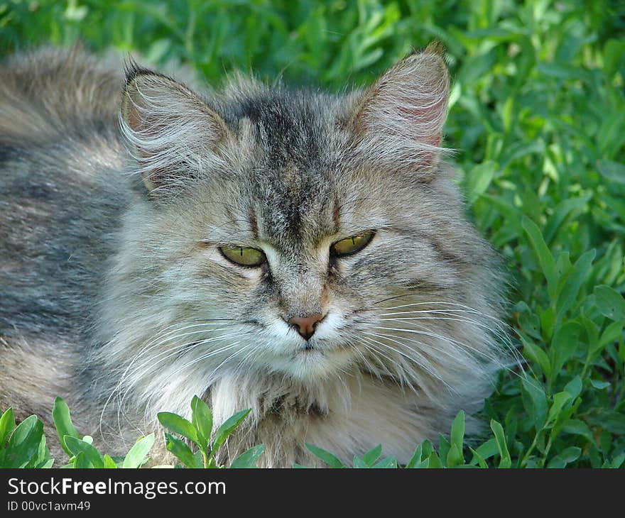 Portrait of shaggy cat with long moustaches. Portrait of shaggy cat with long moustaches.