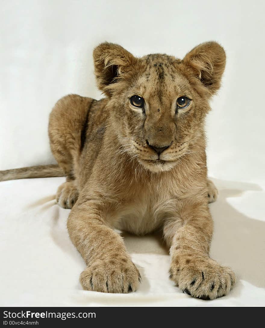 Lion cub