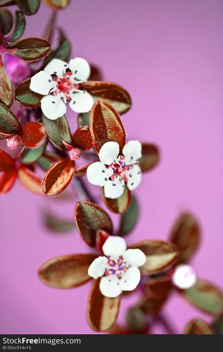 Small branch of white flowers and pink background - selective focus