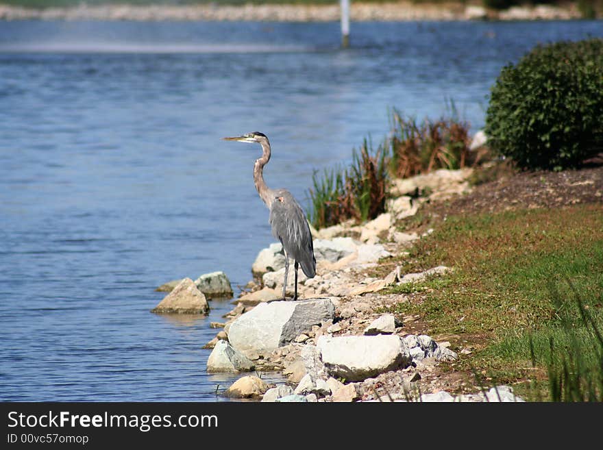 Heron