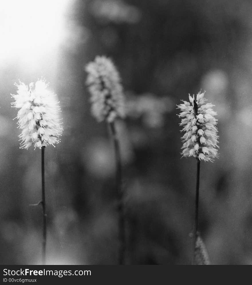 Detail of Bistort flowers in a wet grass land