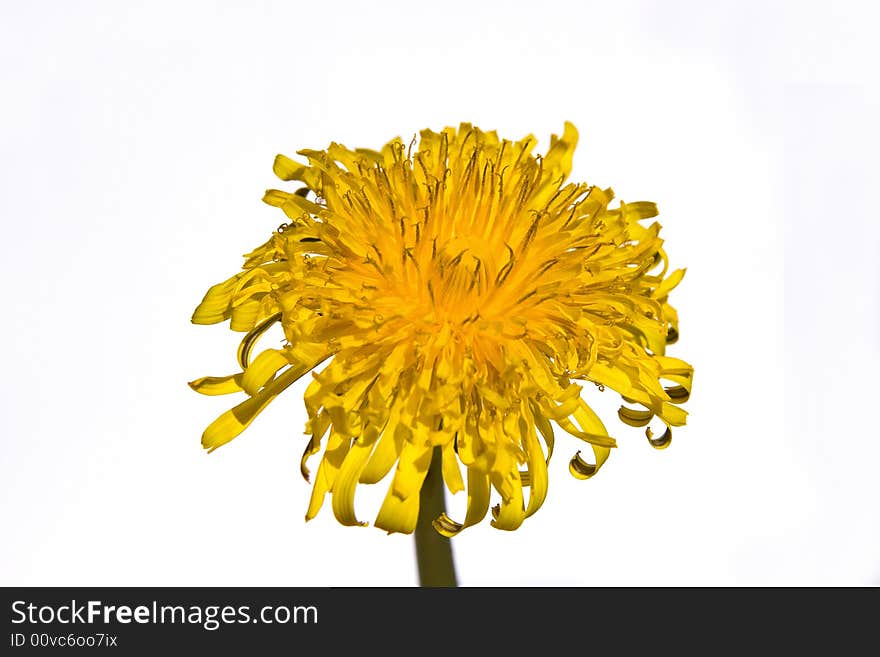 Dandelion flower