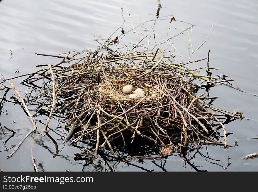 Nest With Eggs In The Water