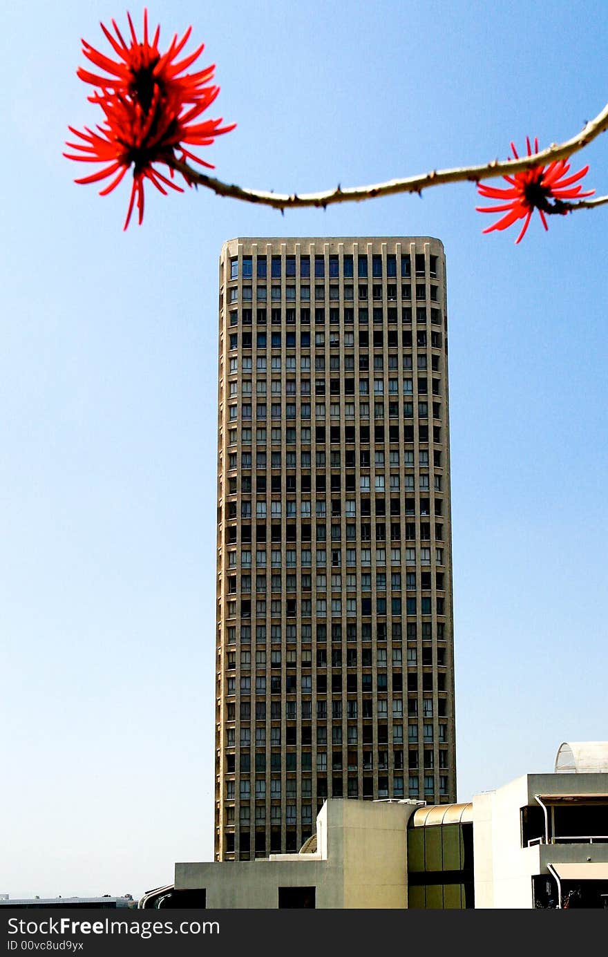 Red bloom and skyscraper