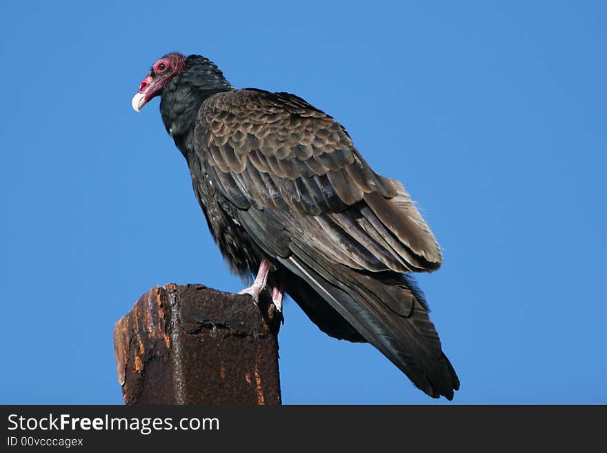 California Turkey Vulture