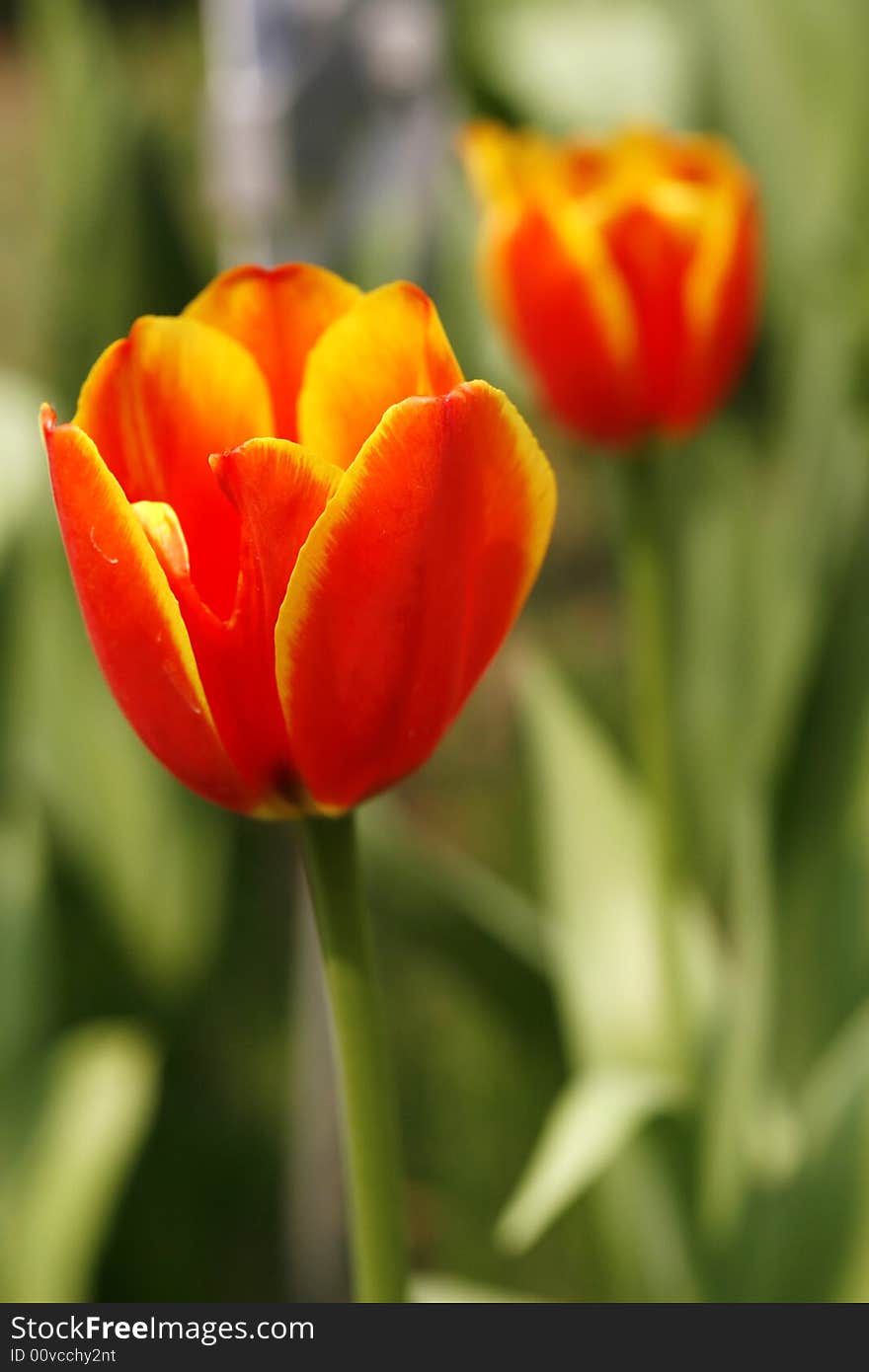 Beautiful red tulips in the spring time.