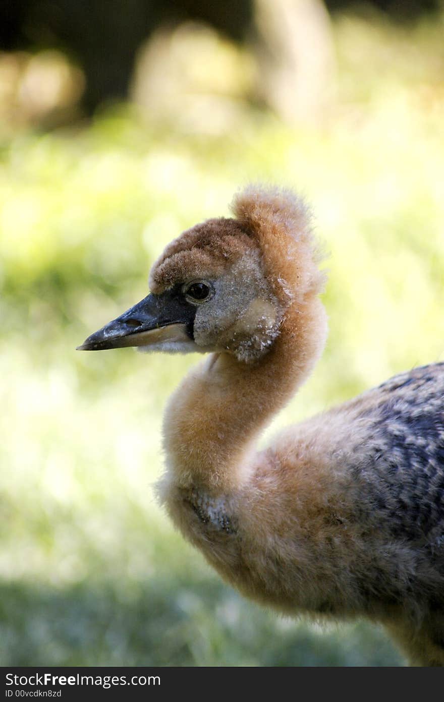 East african bird