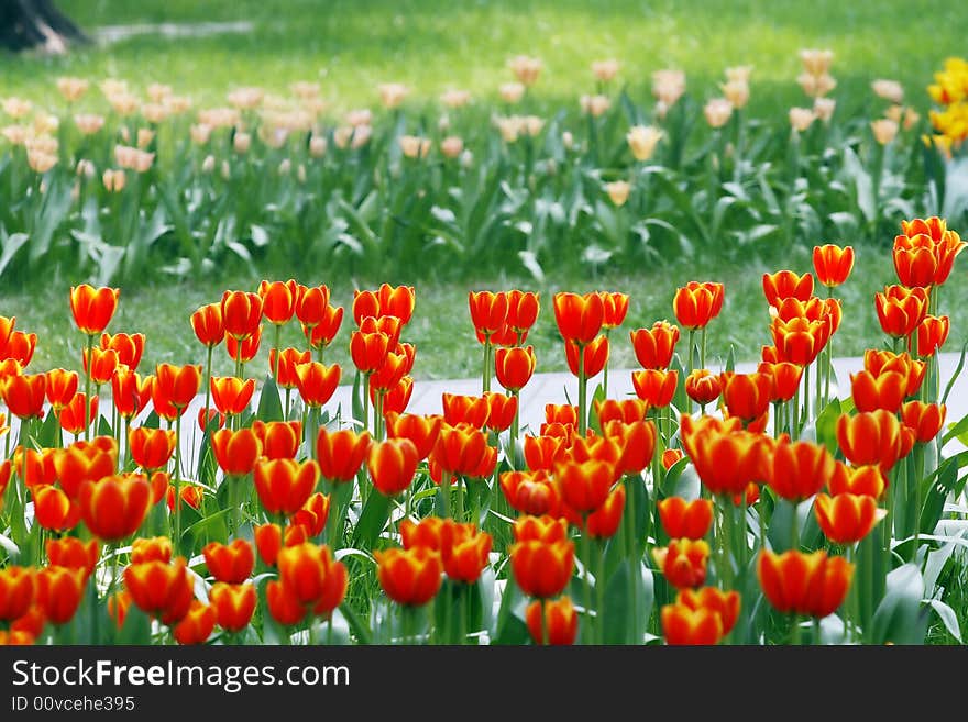 Field of colorful spring flowers in the city park. Field of colorful spring flowers in the city park.