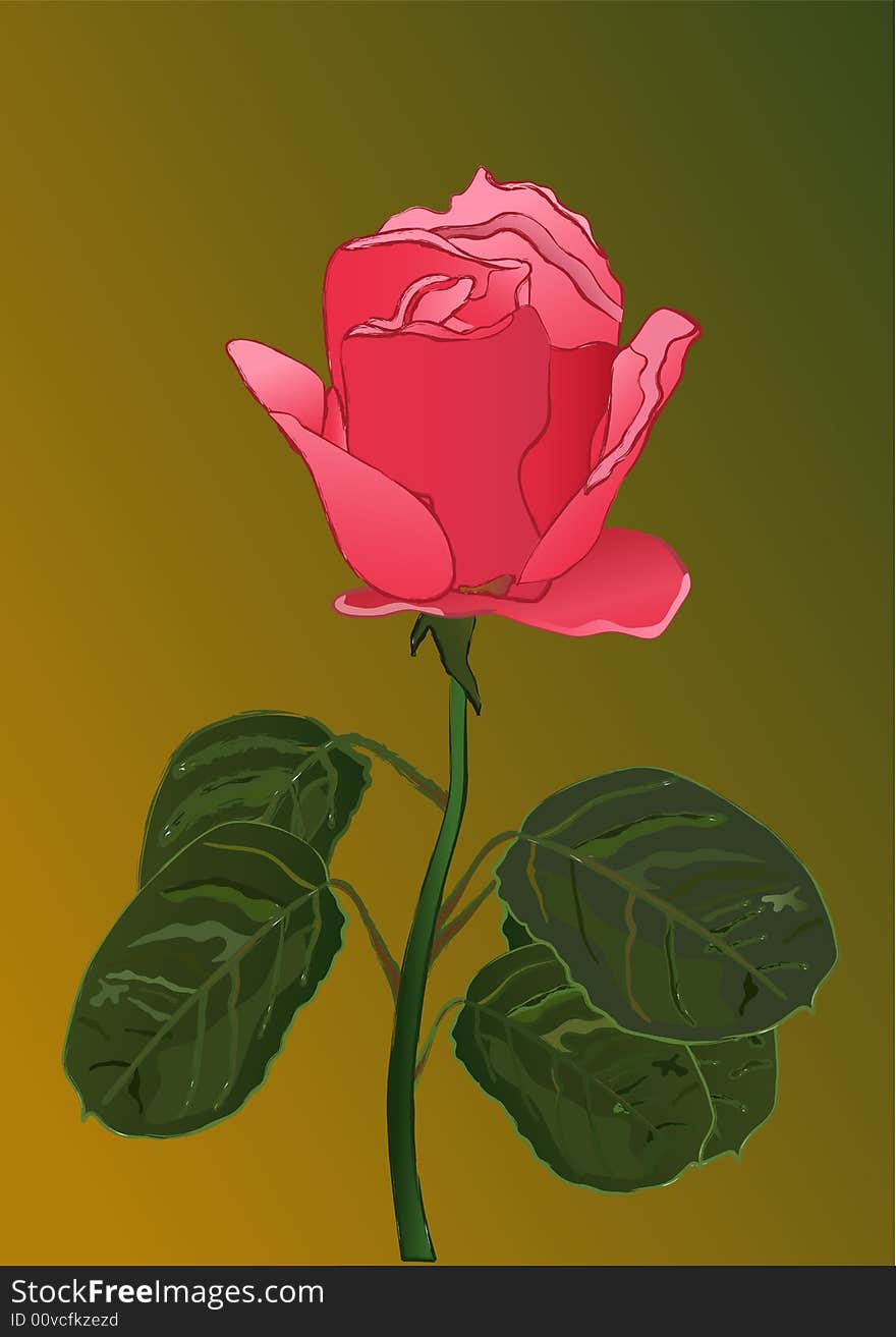 Red rose vector - close up