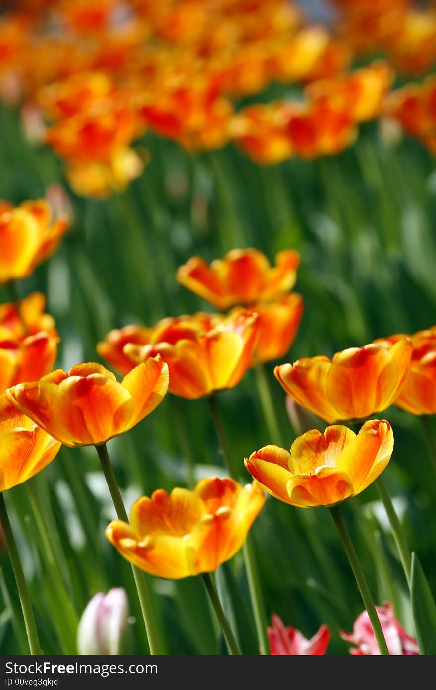 Red and yellow tulips