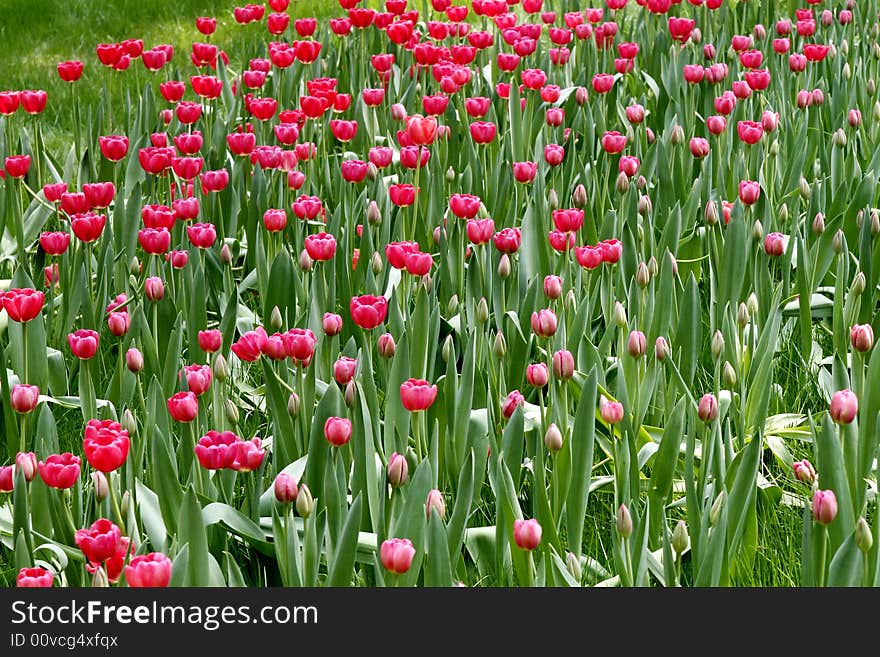 Red tulip on the lawn. Red tulip on the lawn.