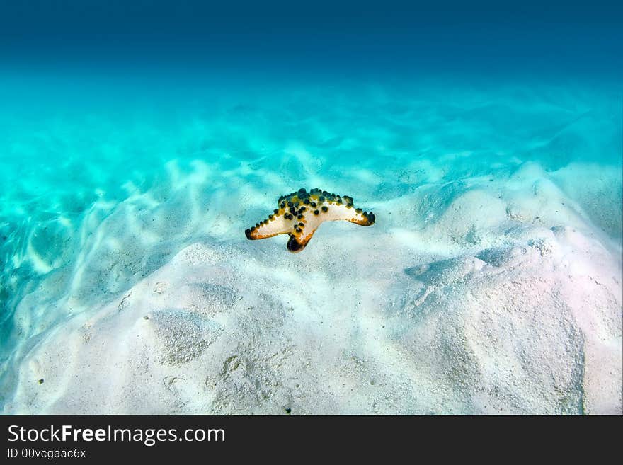 Starfish on the sand