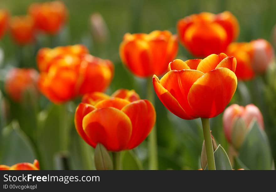 Red tulips