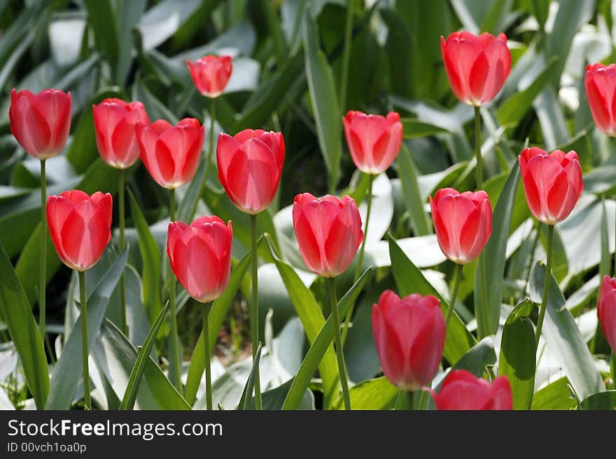 Red tulips in a flower bed, beautiful spring scene