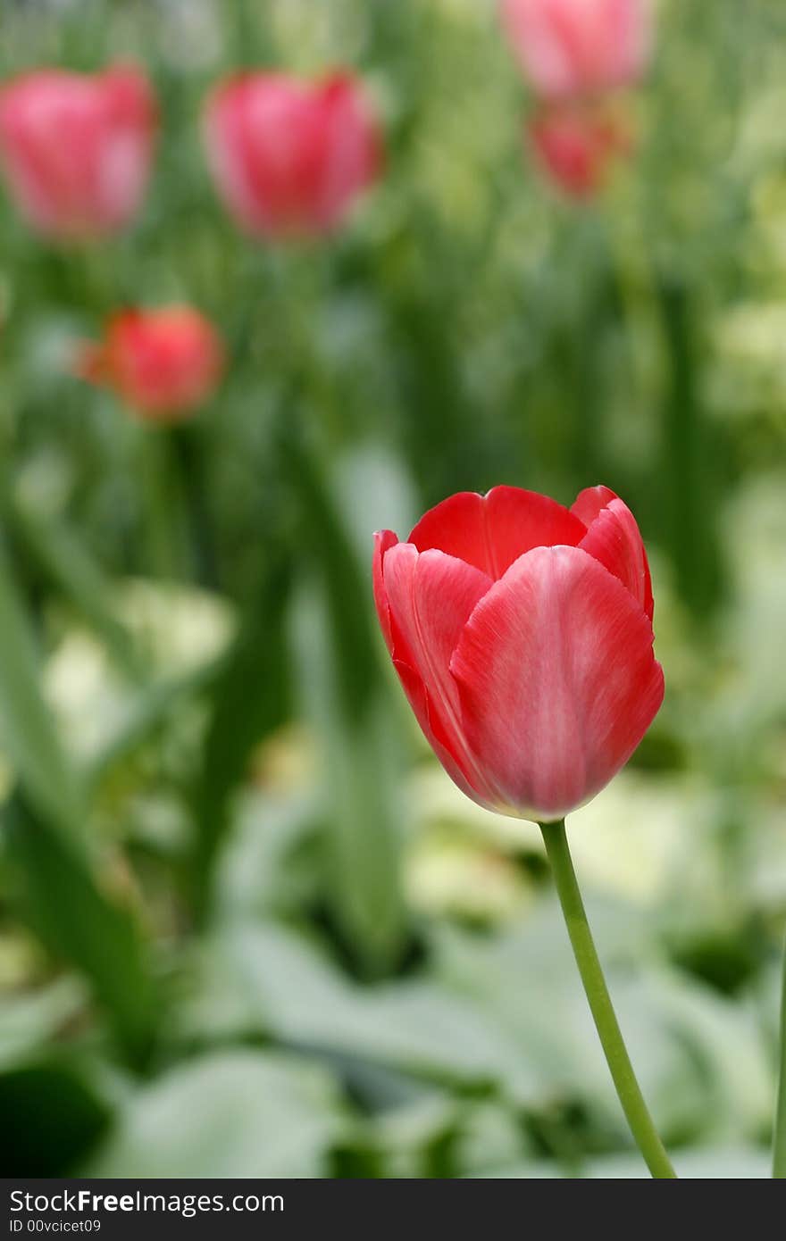 Beautiful red tulips in a garden