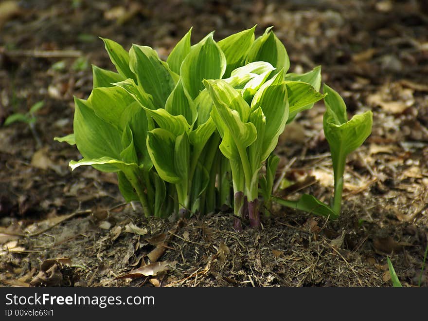 Hostas in bloom in the spring in New Bern North Carolina