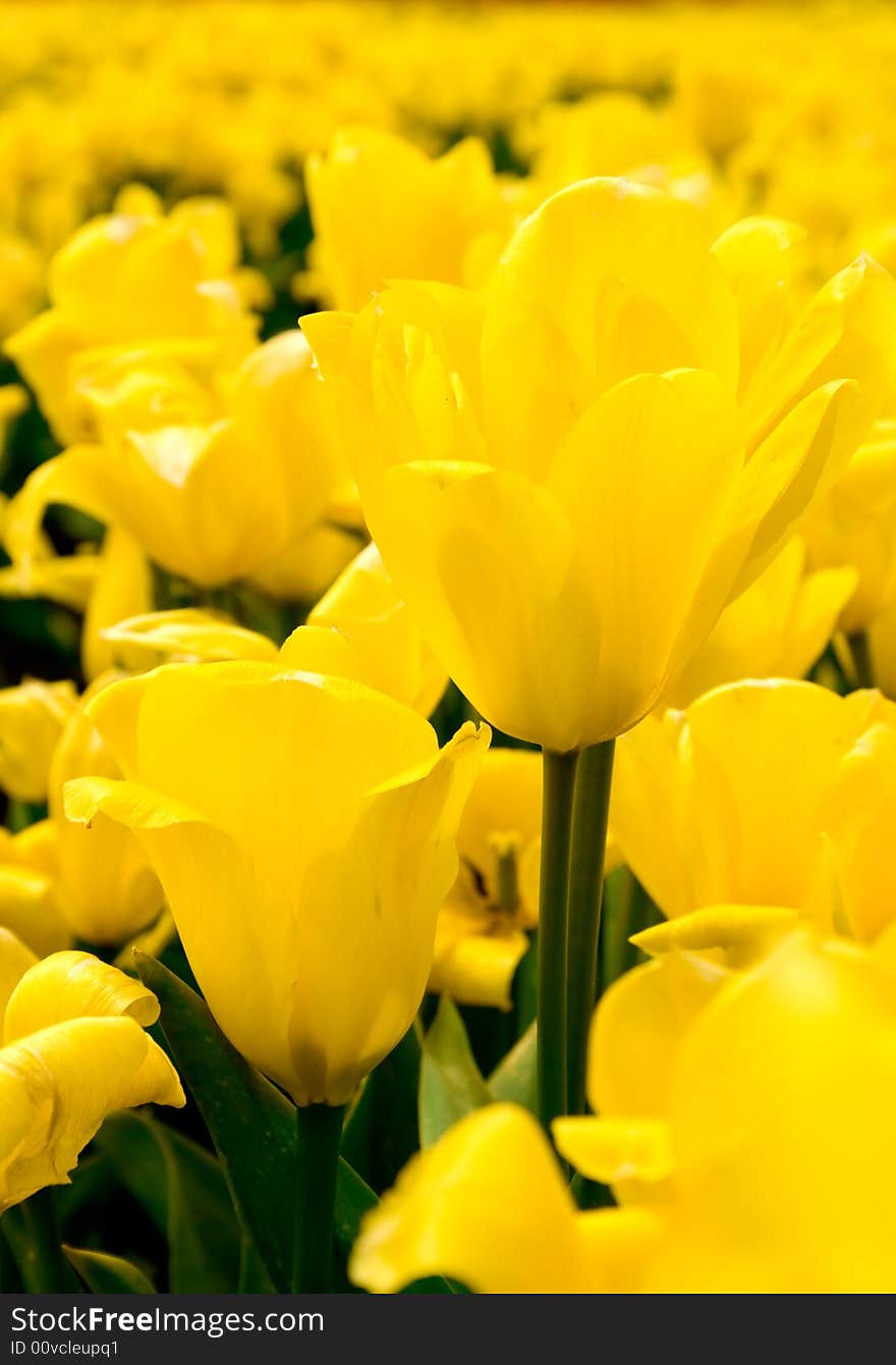 Lots Of Yellow Tulips