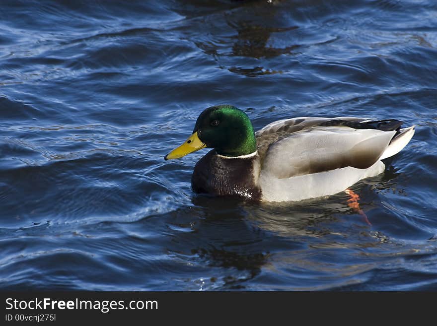 A mallard duck swimming in the water.