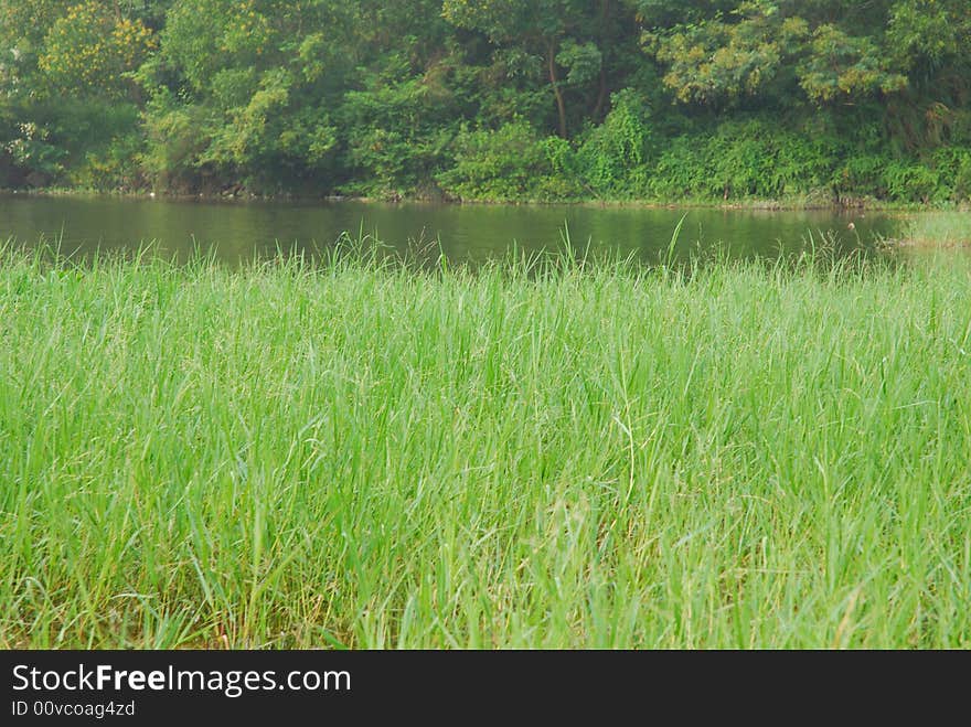 This is a scenery of nature in the field in China. This is a scenery of nature in the field in China