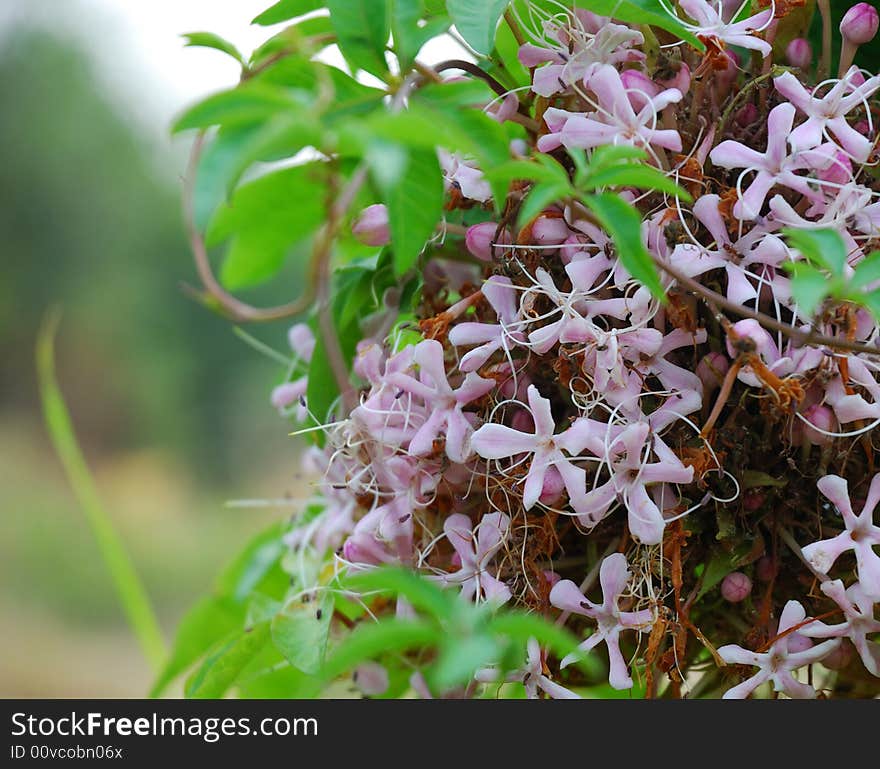 This is a flower in the south of China.