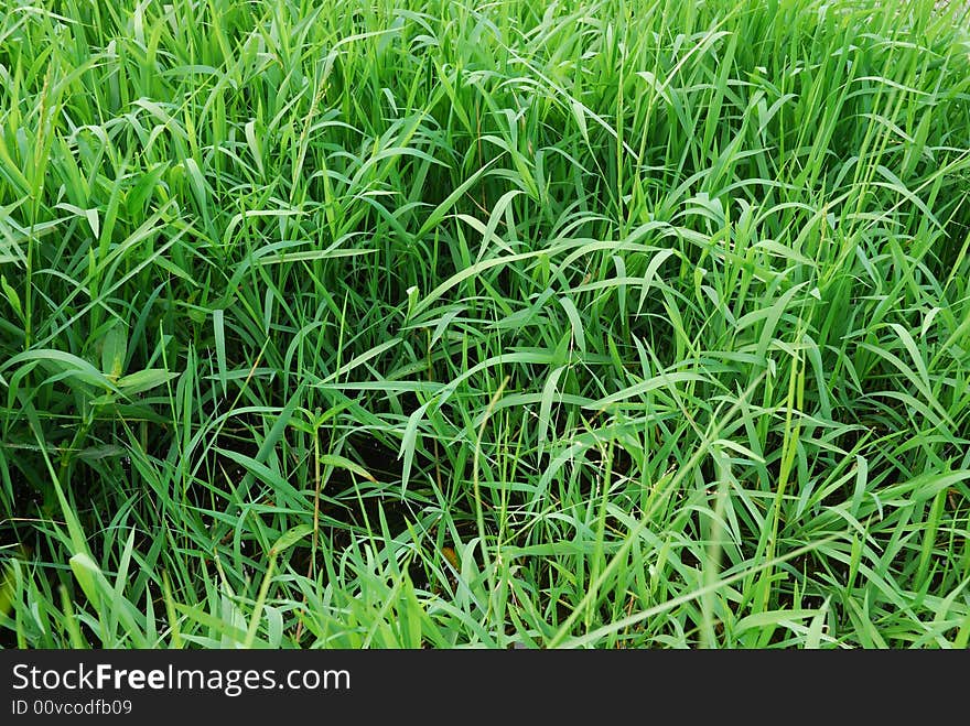 This is a scenery of nature in the field in China. This is a scenery of nature in the field in China