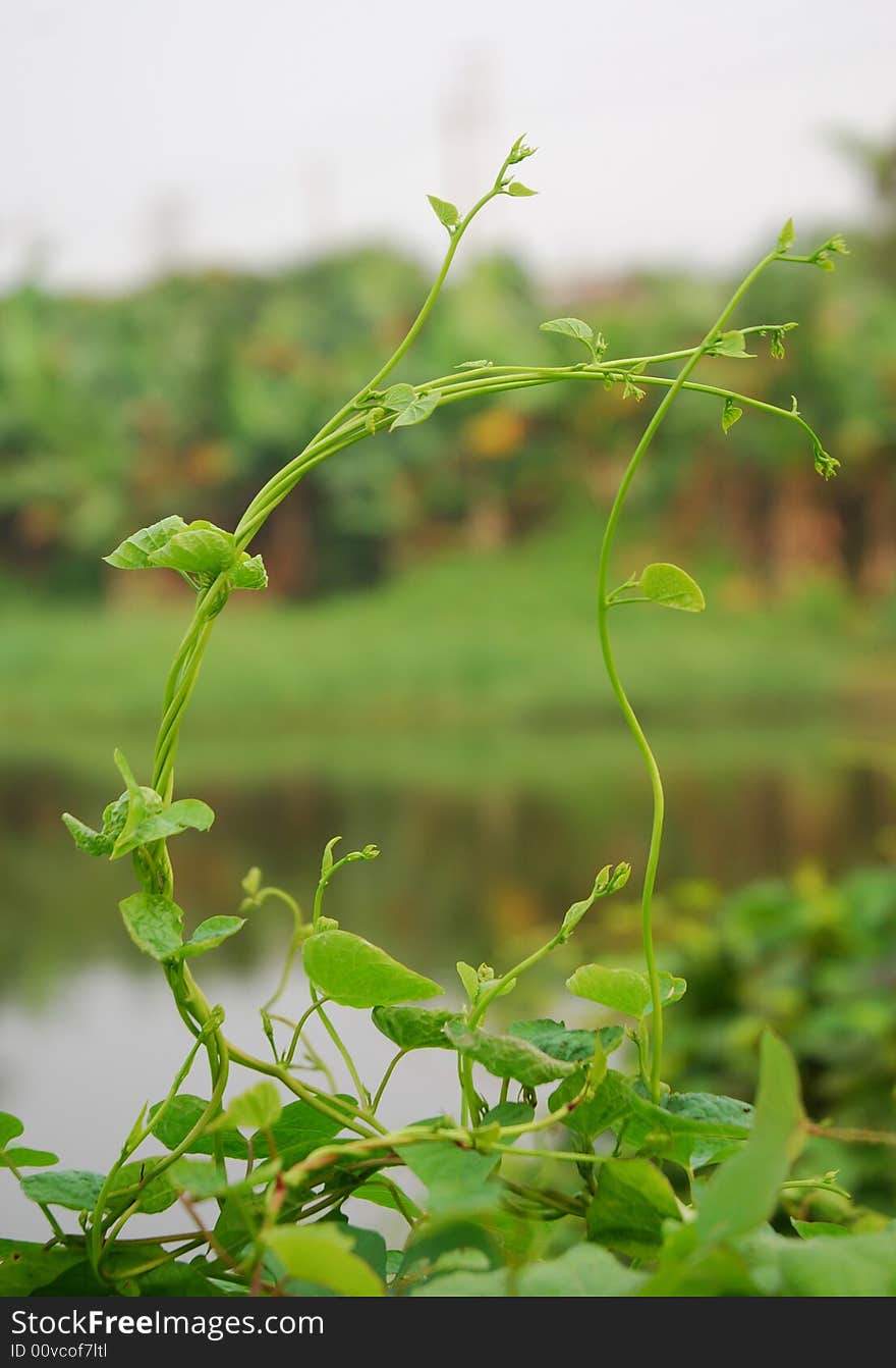 This is a scenery of nature in the field in China. This is a scenery of nature in the field in China