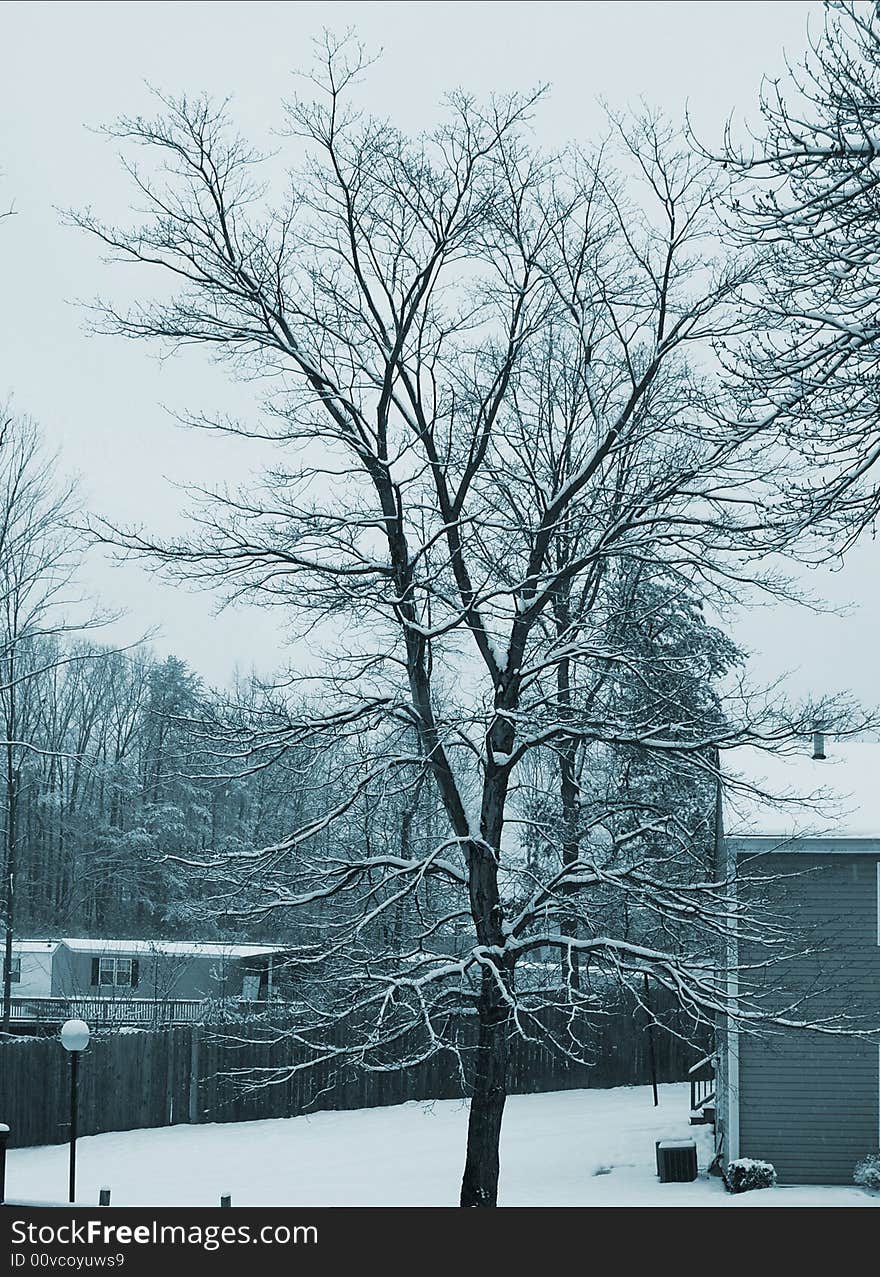 Tree with white branches