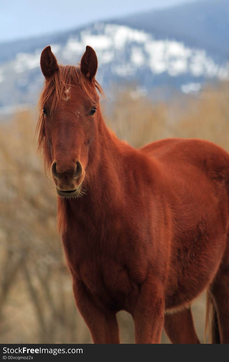 Quarter horse in a pasture.