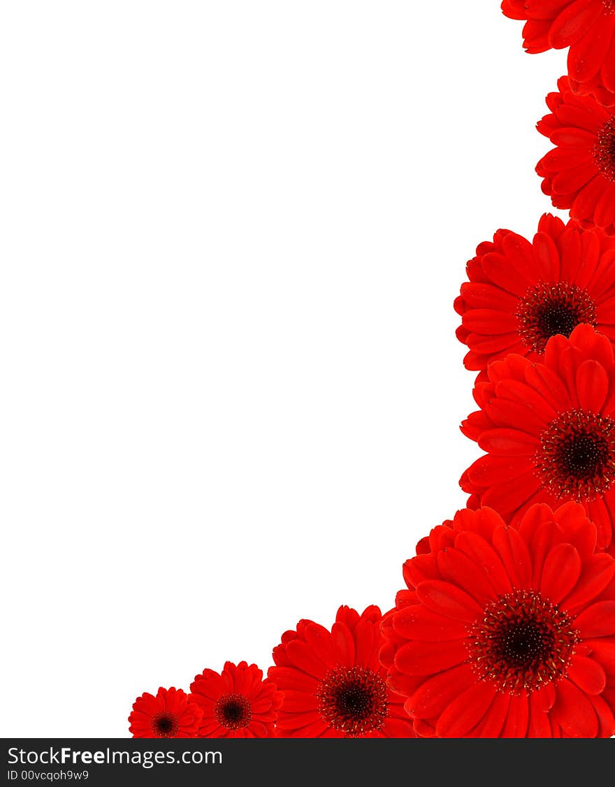 Background formed by several red gerbera flowers. Background formed by several red gerbera flowers