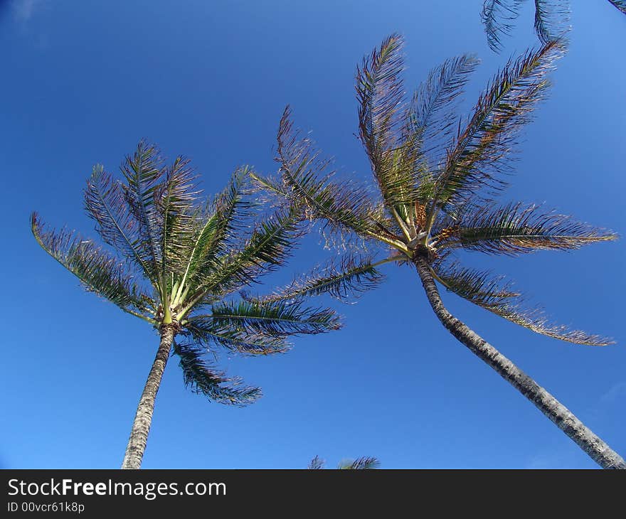 Coconut trees from Kauai Hawaii.