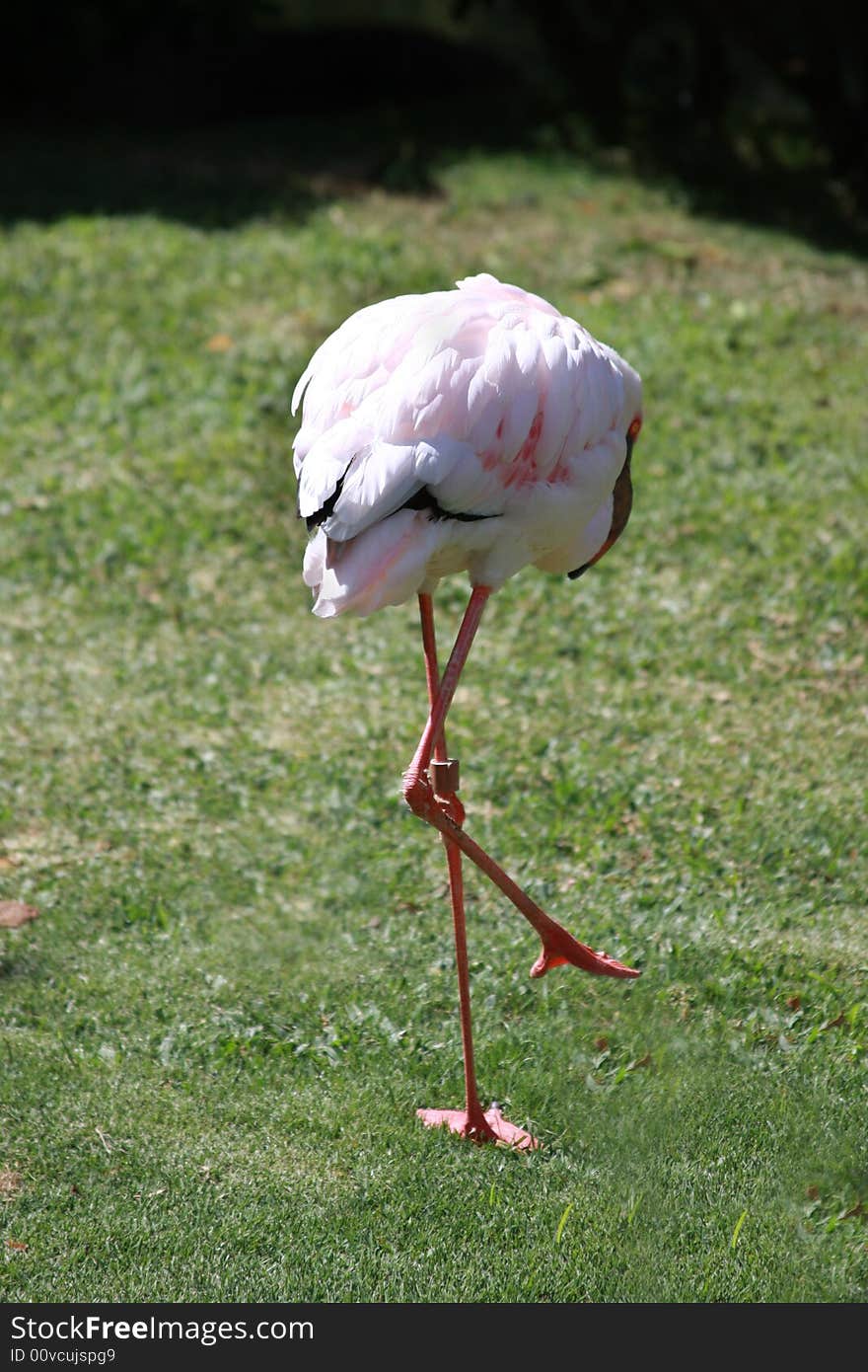 Sleeping Flamingo