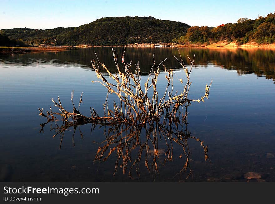 Dried Tree In Lake