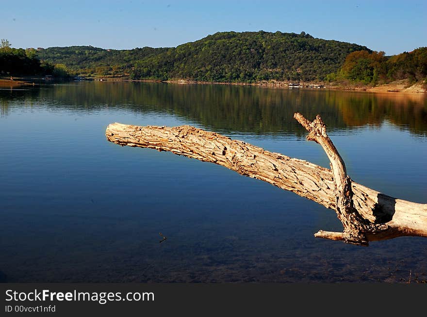 Dried tree over lake