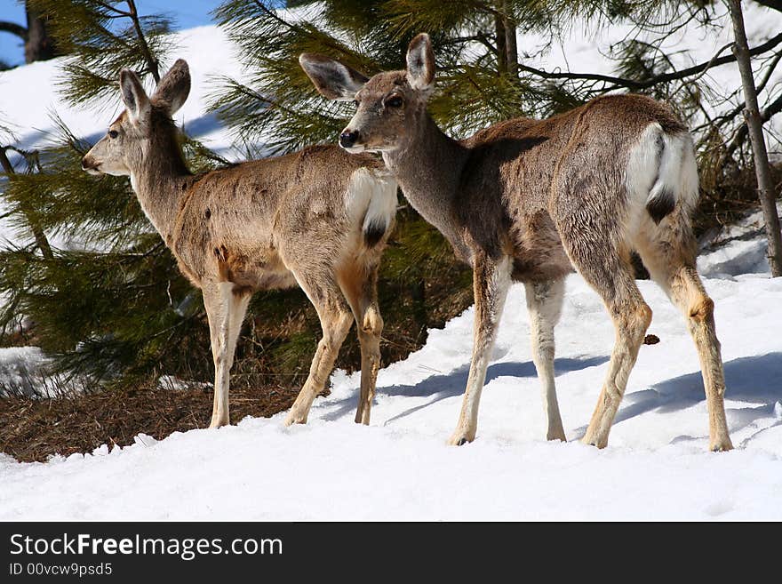 Young mule deer browsing in early spring. Young mule deer browsing in early spring