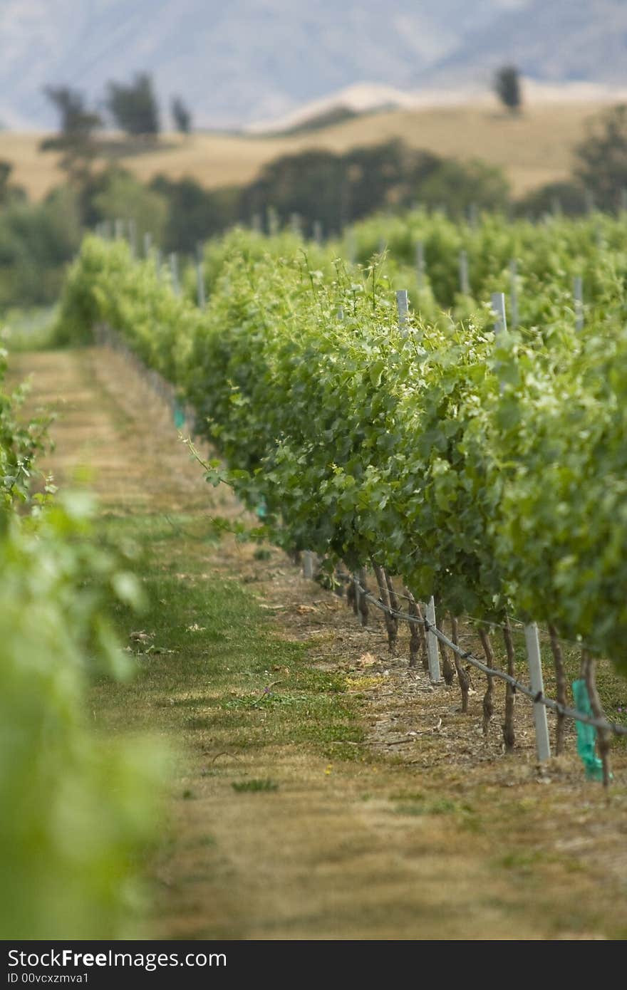 Vineyard in the Barossa Valley