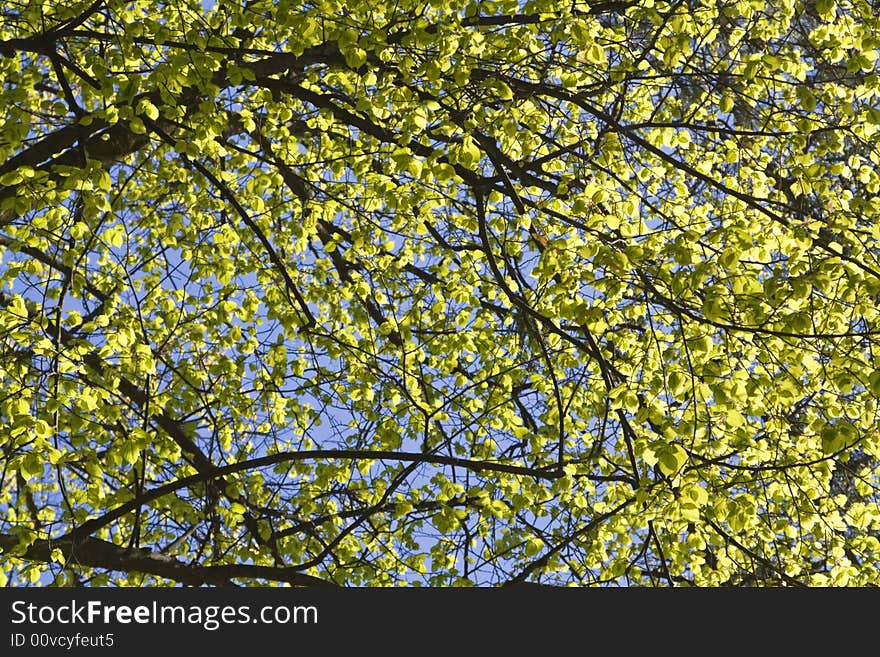 Image of a summer tree full of green leaves. Image of a summer tree full of green leaves.