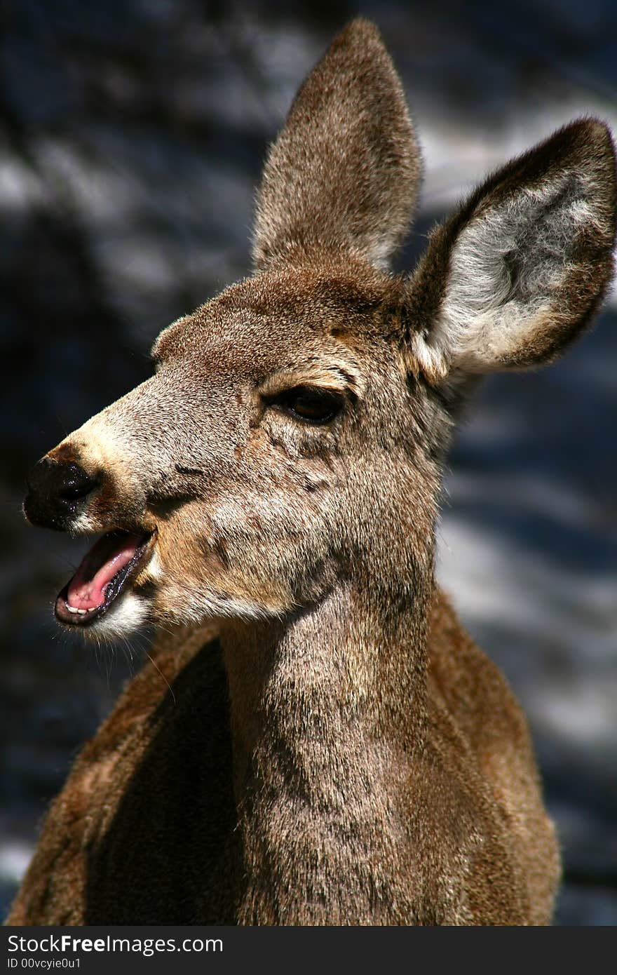 Young mule deer browsing in early spring. Young mule deer browsing in early spring