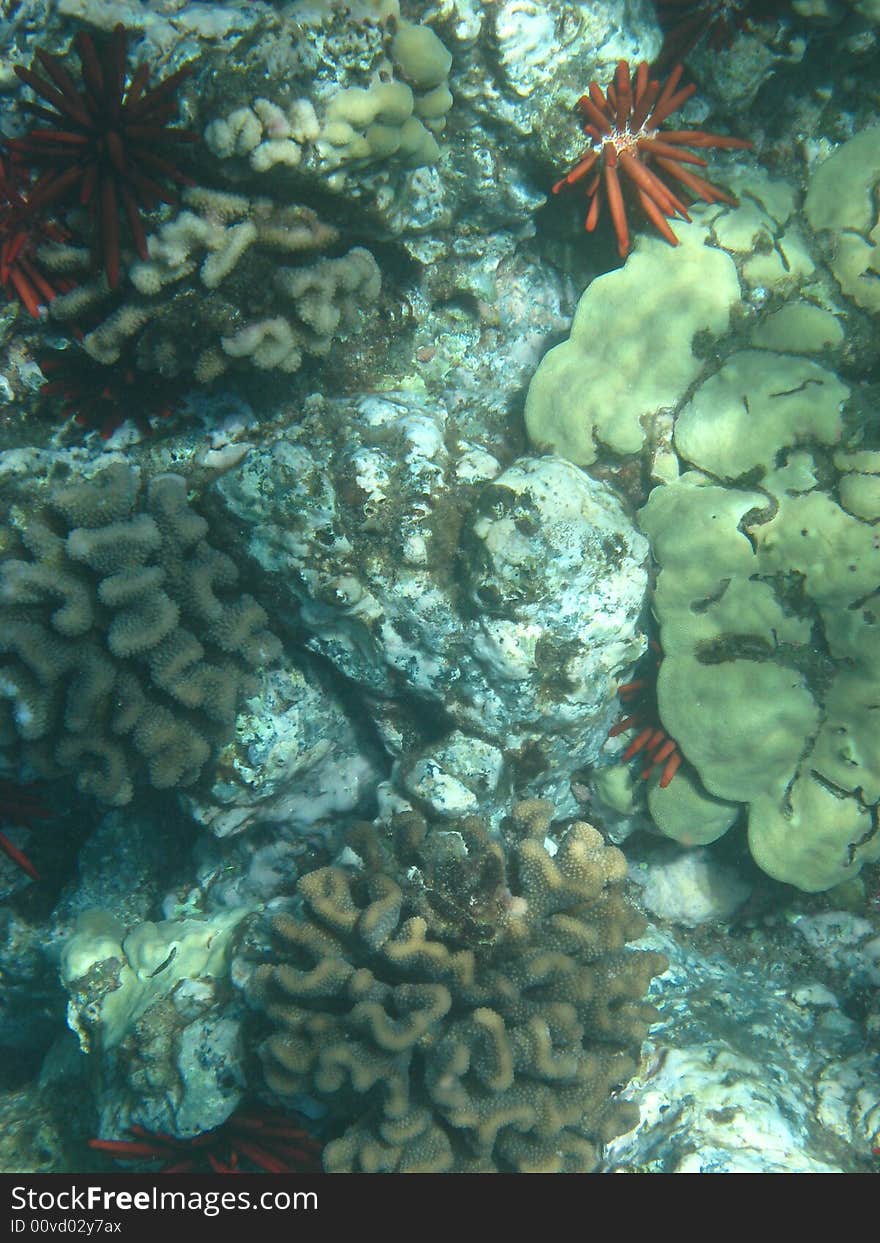 Underwater Anemones and Coral 92a