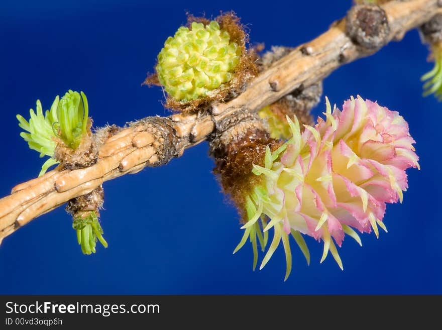 Flowers of a larch on a blue background. Extreme close-up.