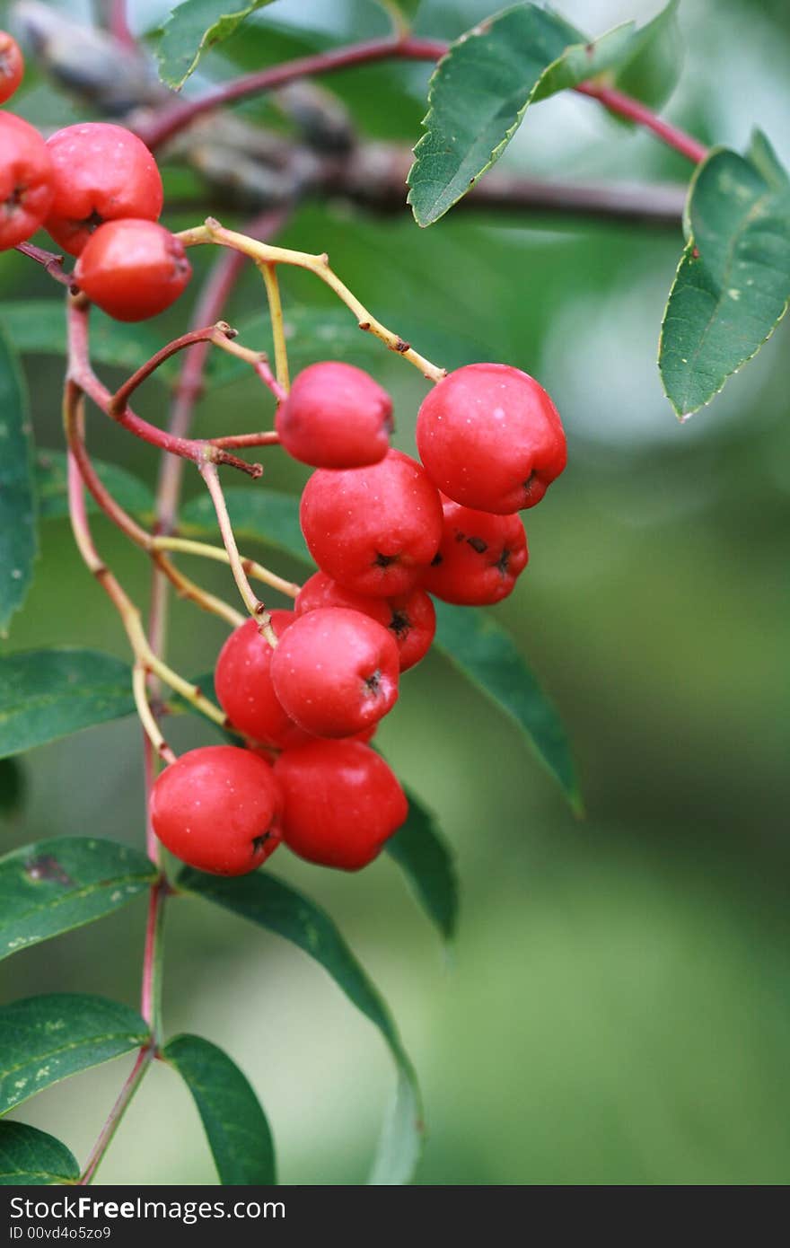 Tree, park, berry, nature, ingredient, food,. Tree, park, berry, nature, ingredient, food,