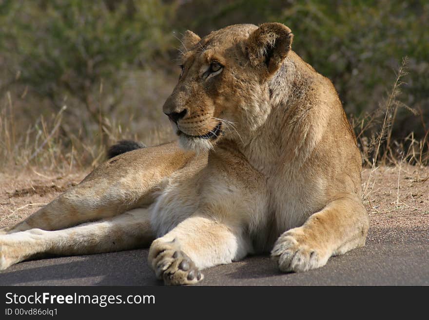 Lioness basking in the sun in the Kruger National Park (South Africa)