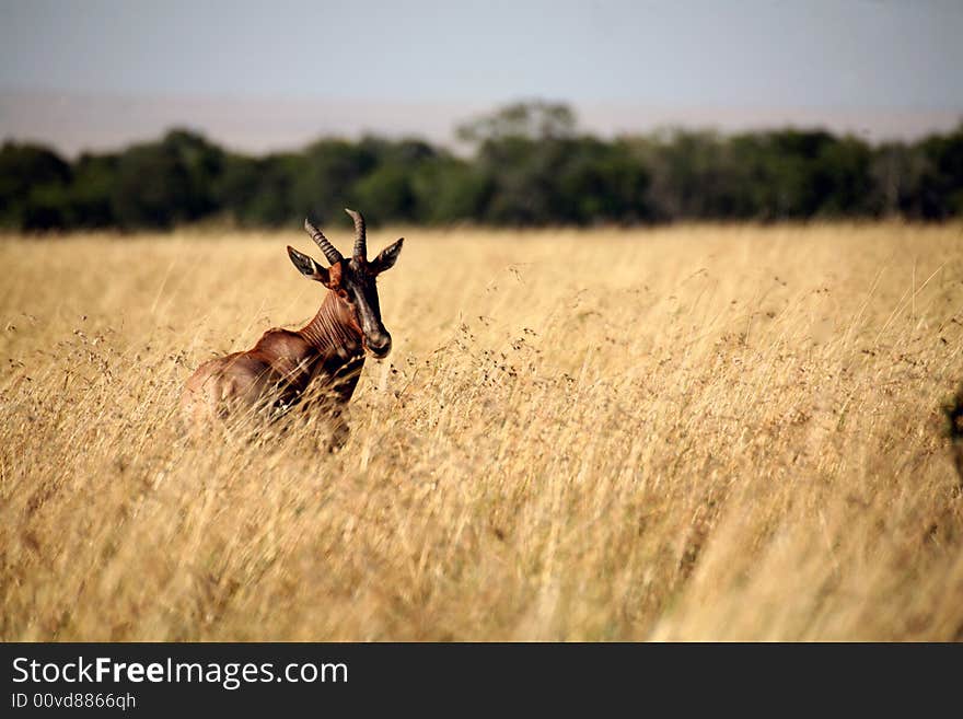 Topi standing in the grasslands of the Masa Mara Reserve (Kenya). Topi standing in the grasslands of the Masa Mara Reserve (Kenya)